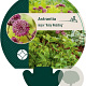 Astrantia maj. 'Ruby Wedding' GM P9