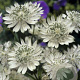 Astrantia maj. 'Snow Star' GM P9