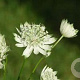 Astrantia maj. 'Superstar' GM P9