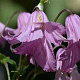 Clematis 'Aljonushka' 80 cm rozenpot 2L