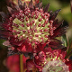 Astrantia 'Moulin Rouge' GM P9