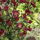 Astrantia 'Moulin Rouge' GM P9