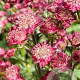 Astrantia 'Moulin Rouge' GM P9