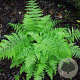 Athyrium filix-femina GM P9