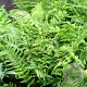 Athyrium filix-femina GM P9