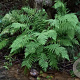 Athyrium filix-femina GM P9
