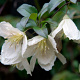 Clematis cirrhosa 'Jingle Bells' 150-175 cm vierkant rond 5,5L