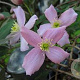 Clematis 'Freda' 80 cm rozenpot 2L