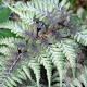 Athyrium niponicum pictum GM P9