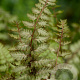 Athyrium niponicum pictum GM P9