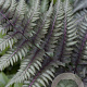 Athyrium niponicum pictum GM P9