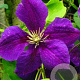 Clematis 'Jackmanii Superba' 80 cm rozenpot 2L