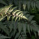 Athyrium niponicum 'Silver Falls' GM P9