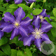 Clematis 'Luther Burbank' 80 cm rozenpot 2L