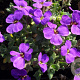 Aubrieta 'Blaumeise' GM P9