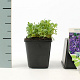 Aubrieta 'Cascade Blue' GM P9