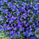 Aubrieta 'Hamburger Stadtpark' GM P9