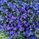 Aubrieta 'Hamburger Stadtpark' GM P9