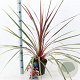 Cordyline 'Can Can' 30-40 cm 3,0L