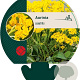 Aurinia saxatilis GM P9