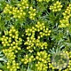 Azorella trifurcata GM P9