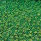 Azorella trifurcata GM P9