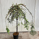 Cotoneaster apiculatus 'Blackburn' 120 cm stam 12L 2jr.kroon