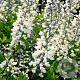 Baptisia alba GM P9