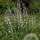 Baptisia alba GM P9