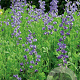 Baptisia australis GM P9