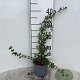 Cotoneaster radicans 'Eichholz' 25-30 cm C1.3