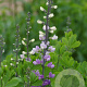 Baptisia australis minor GM P9
