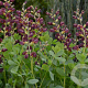 Baptisia 'Dark Chocolate' GM P9