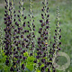 Baptisia 'Dark Chocolate' GM P9