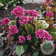 Bergenia 'Abendglut' GM P9