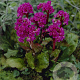 Bergenia 'Abendglut' GM P9