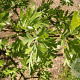 Crataegus tanacetifolia 200-250 cm 5,0L