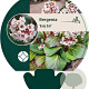 Bergenia 'Baby Doll' GM P9