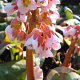 Bergenia 'Baby Doll' GM P9