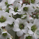 Bergenia 'Bressingham White' GM P9
