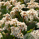 Bergenia 'Bressingham White' GM P9