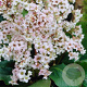 Bergenia 'Bressingham White' GM P9