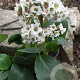Bergenia 'Bressingham White' GM P9