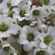 Bergenia 'Bressingham White' GM P9