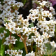 Bergenia 'Bressingham White' GM P9