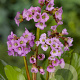 Bergenia cordifolia GM P9