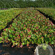 Bergenia cordifolia GM P9