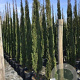 Cupressus sempervirens 'Blue Sky' 9L