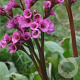 Bergenia cordifolia 'Eroica' GM P9