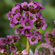 Bergenia cordifolia 'Eroica' GM P9